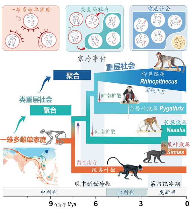 Science封面文章:九游体育(NineGameSports)官方网站金丝猴研究团队首次系统揭示灵长类社会演化之谜_fororder_寒冷事件促进亚洲叶猴社会聚合(供图 齐晓光 赵兰 武进伟)